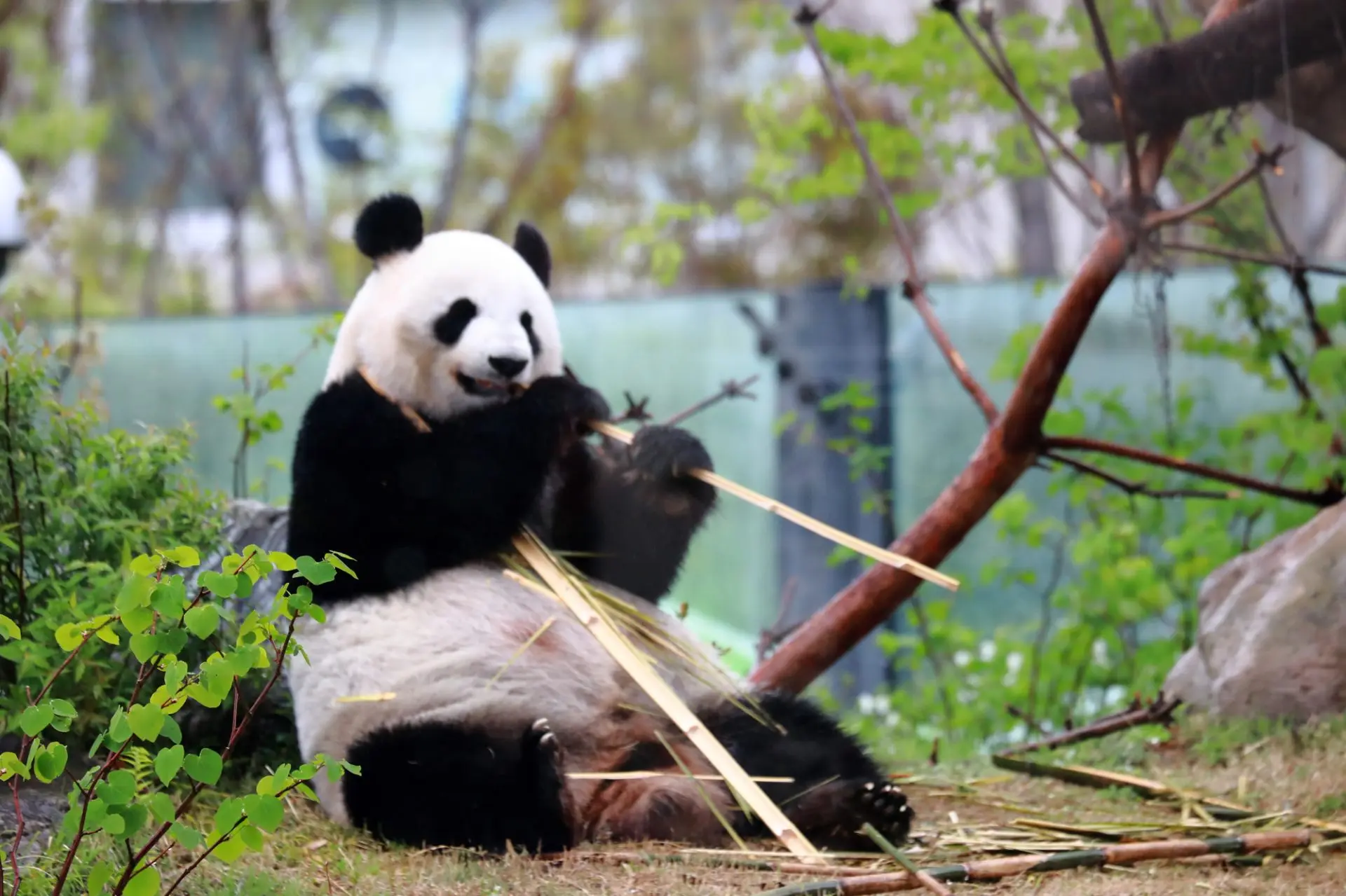 上野動物園.webp