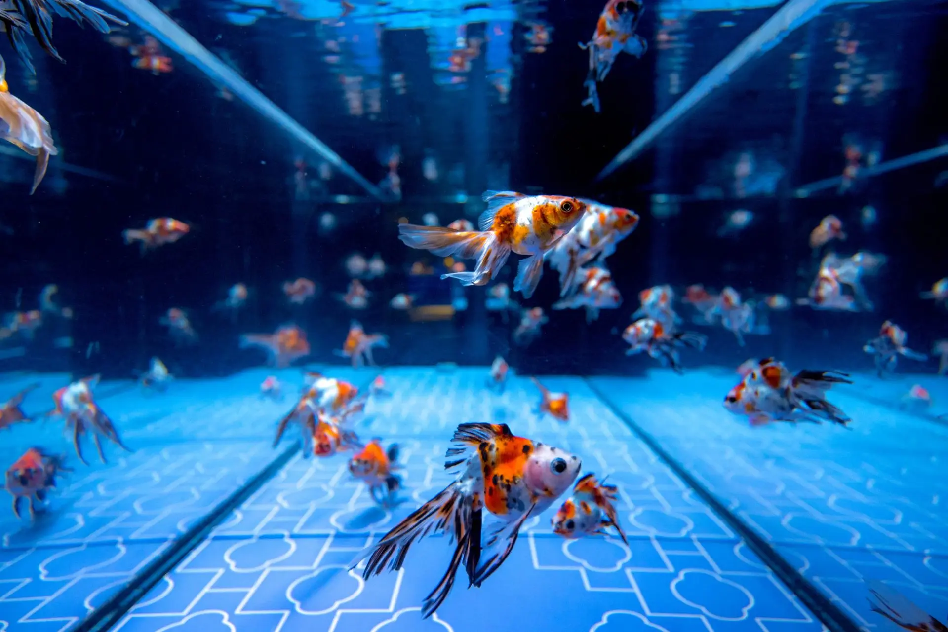 墨田水族館.webp